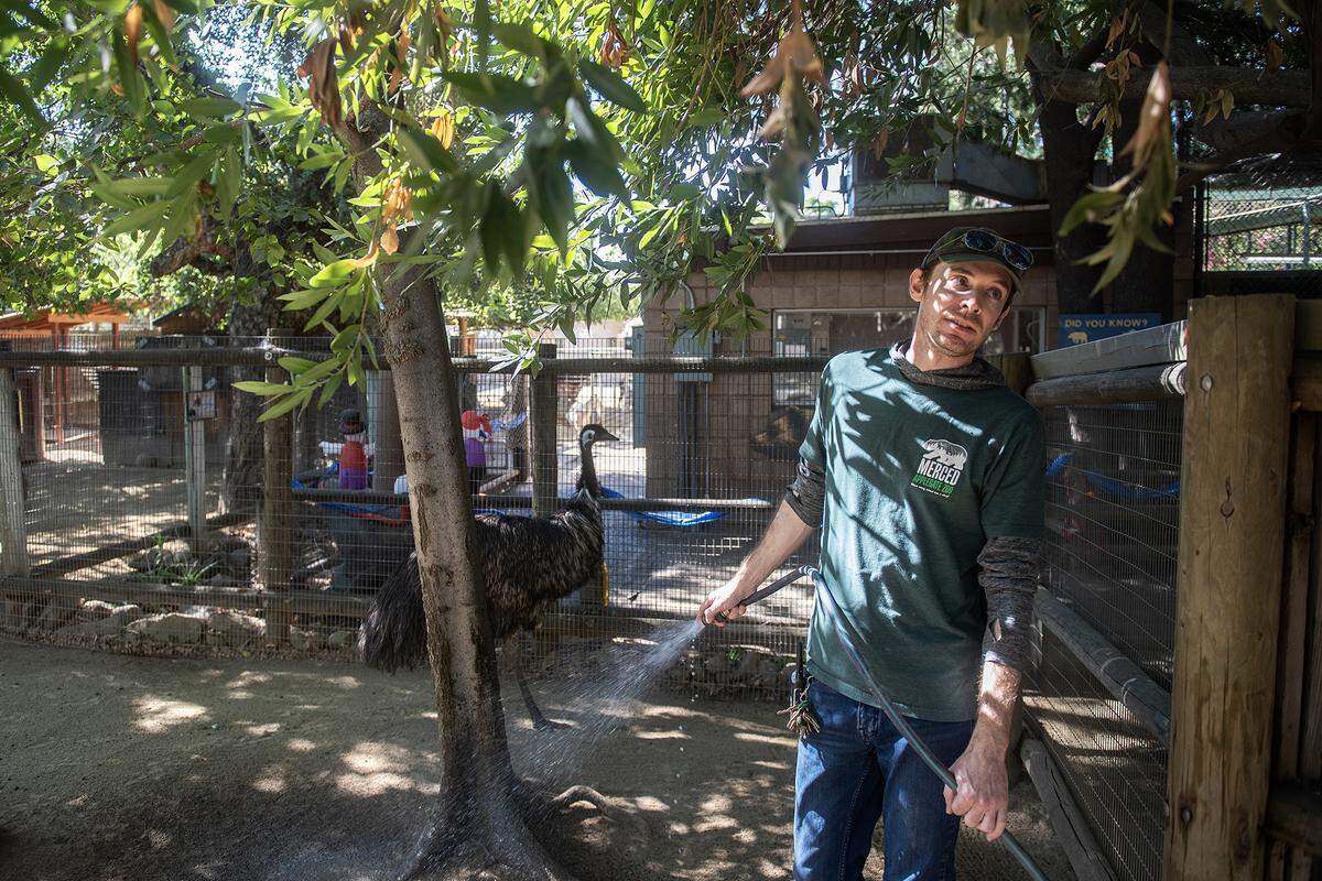 Zookeeper Joshua Moreno creates a puddle at the base of a tree while helping an emu cool off at the Applegate Park Zoo in Merced,  Calif., on Friday, Aug. 22, 2025. Moreno said some of the ways zoo staff help to ensure the animals stay cool during the summer months include providing them with frozen produce, ice blocks and pools. 