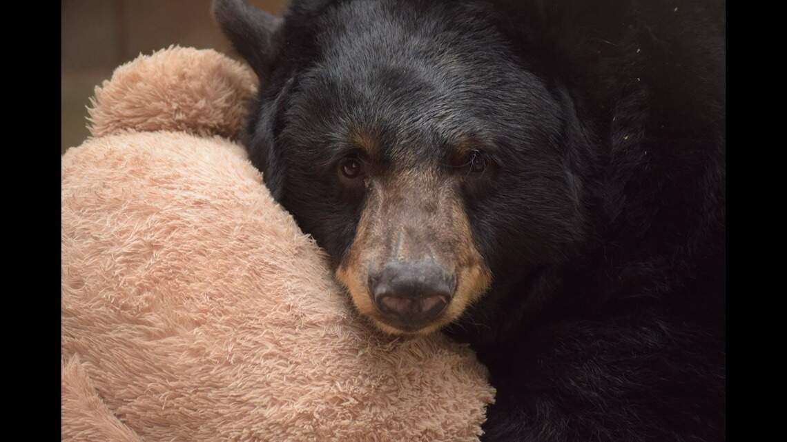 Merced zoo grieves death of one of its most popular residents