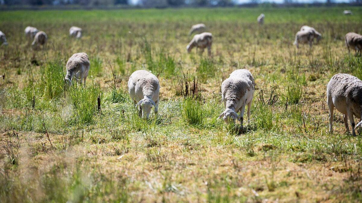 Sheep graze on plant and weed growth in a field at the City of Merced Wastewater Treatment Plant in Merced, Calif., on March 18, 2024. Georgia is putting more money into sheep and swine facilities in the state.