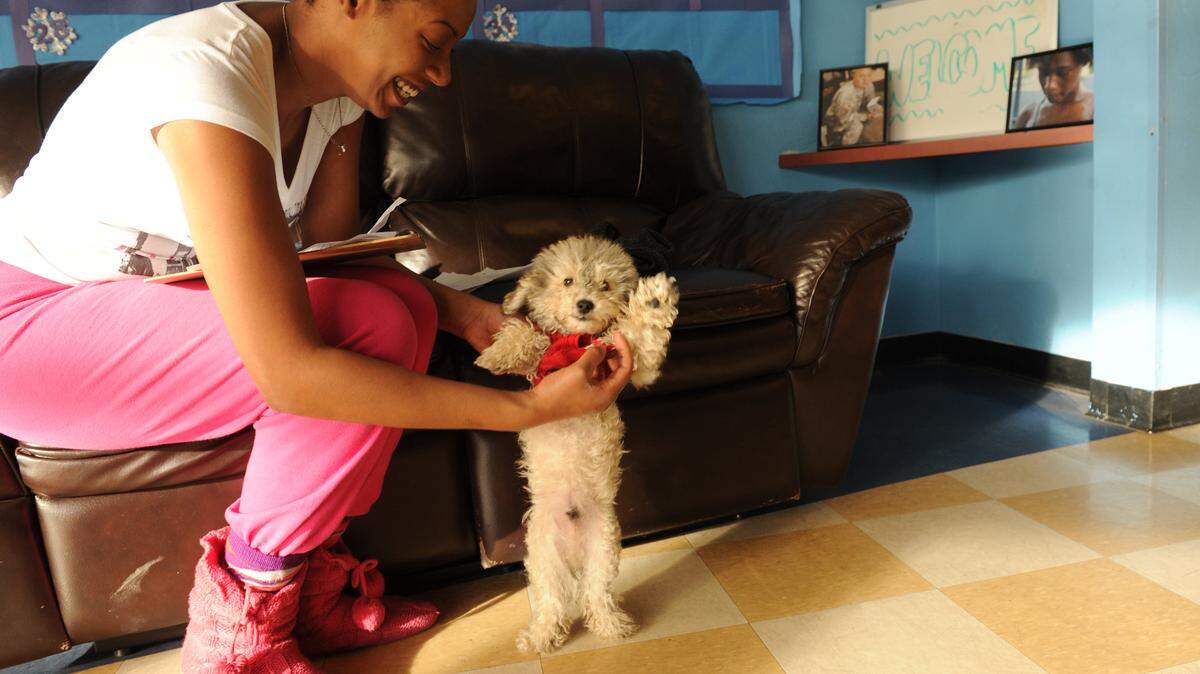 BEA AHBECK CASSON/bahbeck@mercedsunstar.com King Joseph, a 6-month-old miniature poodle, gets a clothing change from owner Brandy Gardner, of Merced, as they visit the Merced Boys and Girls Club in Merced Tuesday. (1-29-13). Gardner was there to sign her children and nephew up for classes.