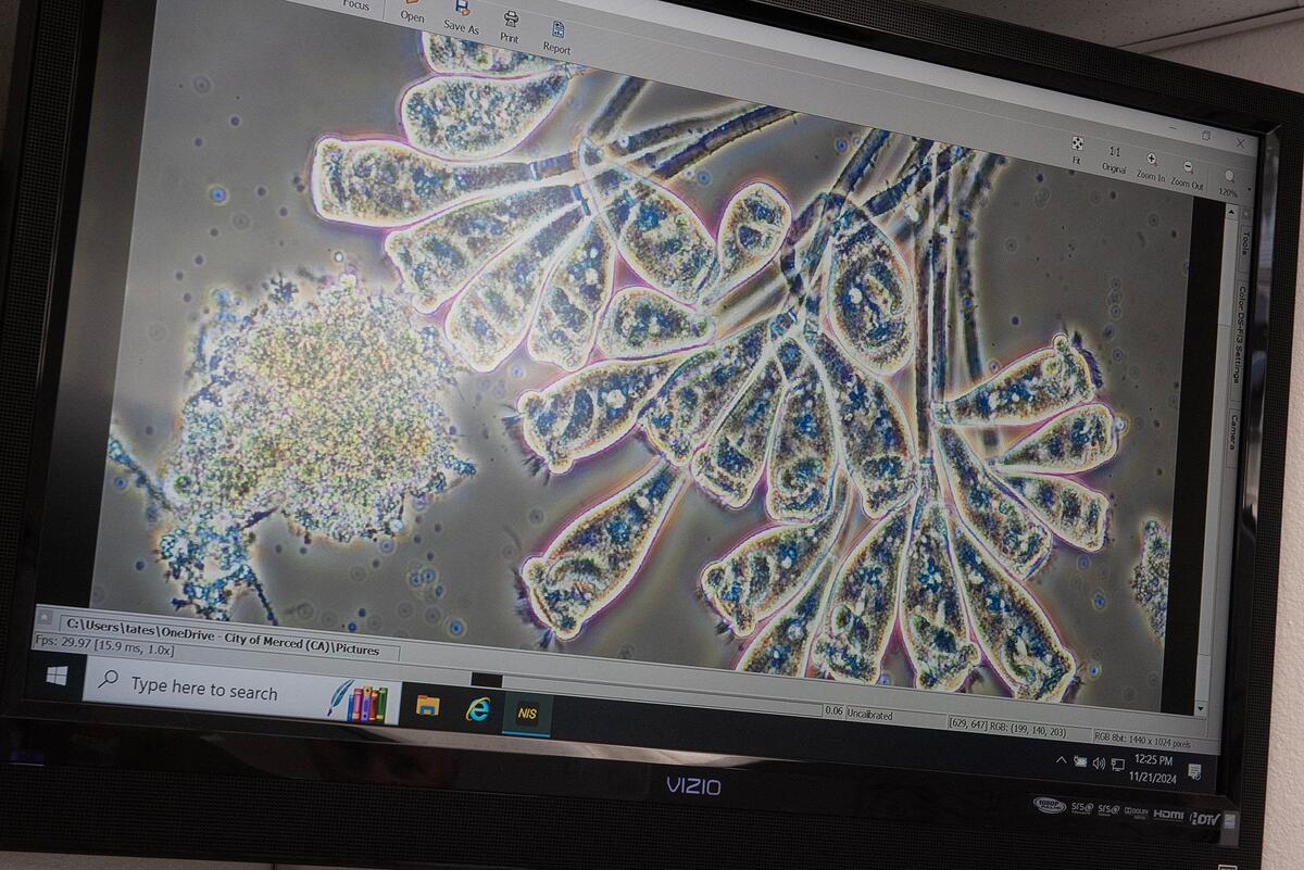 Microorganisms inside water samples are seen with the use of a microscope at the Wastewater Treatment Plant in Merced, Calif., on Thursday, Nov. 21, 2024.