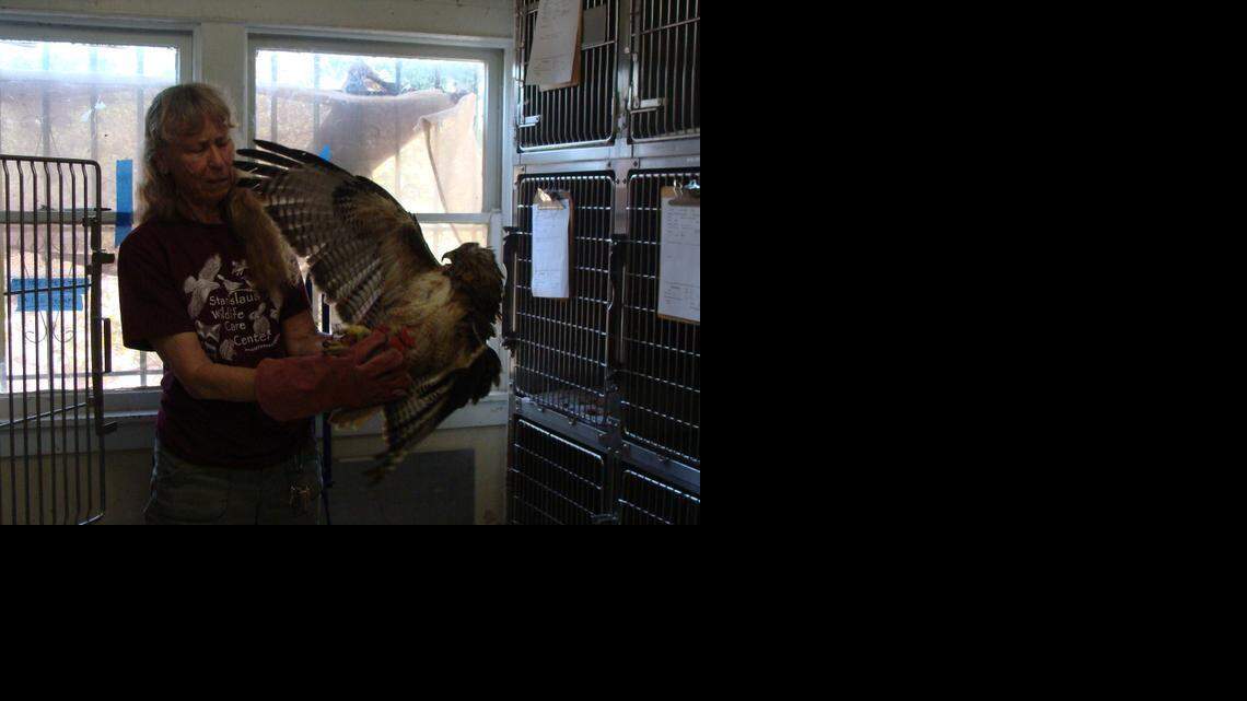 Brigitte Bowers: Wildlife center helps animals find way back to native home