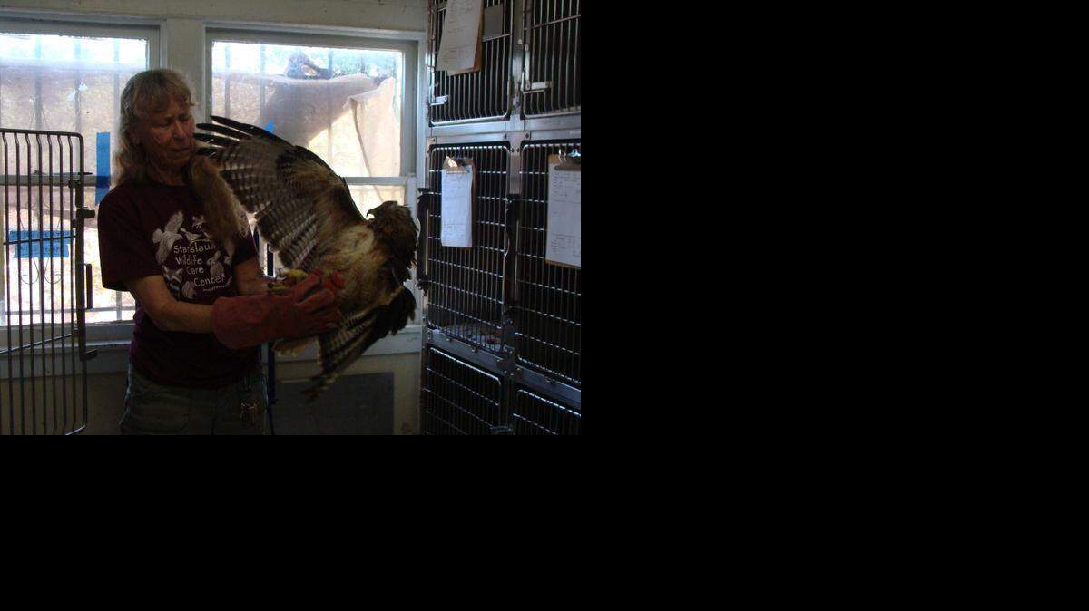 Donna Burt, with a red-tailed hawk, is the founder of the Stanislaus Wildlife Care Center in Hughson. About 2,000 animals per year go through the center, most for just a short time before being reintroduced to their native habitats.

