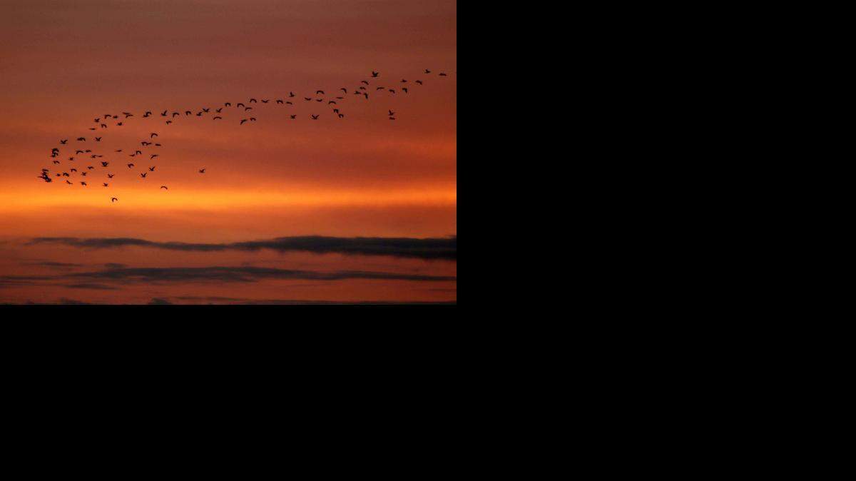 At the Merced and San Luis National Wildlife Refuges, ramps provide easy access to viewing platforms where elk and many bird species can be enjoyed, especially in the winter months. The visitor center at the San Luis refuge is also accessible.
