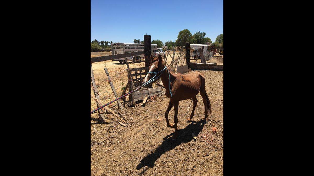 Three horses were taken from a property in Merced this week after a Merced County Sheriff Animal Control Officer noticed the horses were underweight and didn’t have adequate food and water.