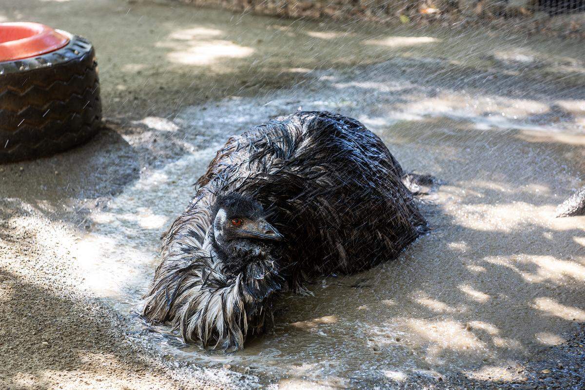 An emu lies in a puddle as Zookeeper Joshua Moreno sprays it down with water from a hose at the Applegate Park Zoo in Merced,  Calif., on Friday, Aug. 22, 2025. Moreno said some of the ways zoo staff help to ensure the animals stay cool during the summer months includ providing them with frozen produce, ice blocks and pools. 