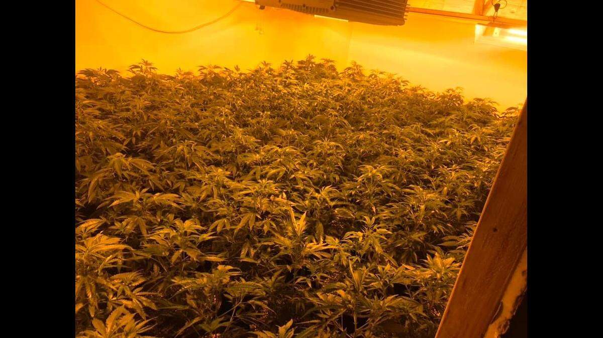 Police officers located 481 marijuana plants worth $700,000 after searching a grow house in Merced on Friday, July 23, 2021.