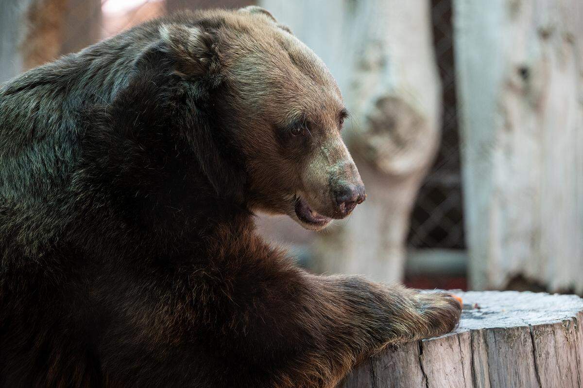 A black bear munches on produce at the Applegate Park Zoo in Merced on Aug. 22, 2025. Zookeeper Joshua Moreno said some of the ways zoo staff help to ensure the animals stay cool during the summer months include providing them with frozen produce, ice blocks and pools.
