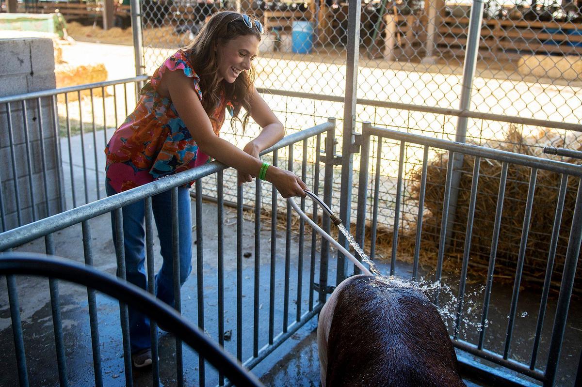 Merced College studentTaylor Nunes, 18, who is in her last year of showing animals with the Buhach Colony FFA, cools down pig Oakley at the Merced County Fair in Merced, Calif., on Thursday, June 6, 2024. According to Nunes, she is studying plant and crop science at Merced College.
