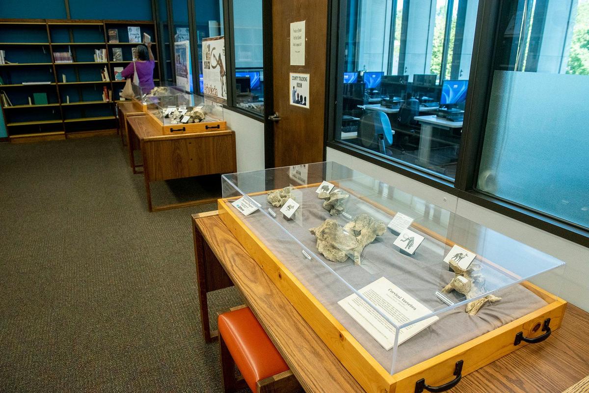 Fossils that were discovered during construction of the Plainsburg-Arboleda project along Highway 99 in Merced County, are on display at the Merced County Library in Merced Calif., on Wednesday, Sept. 11, 2024. According to Merced County Librarian Amy Taylor, the fossils are roughly 12,000 years old.