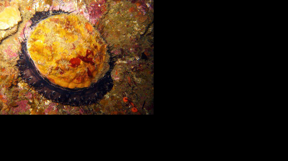 Red abalone from Santa Cruz Island. Every person taking abalone must havea fixed-arm measuring gauge, capable of spanning an abalone’s shell.
