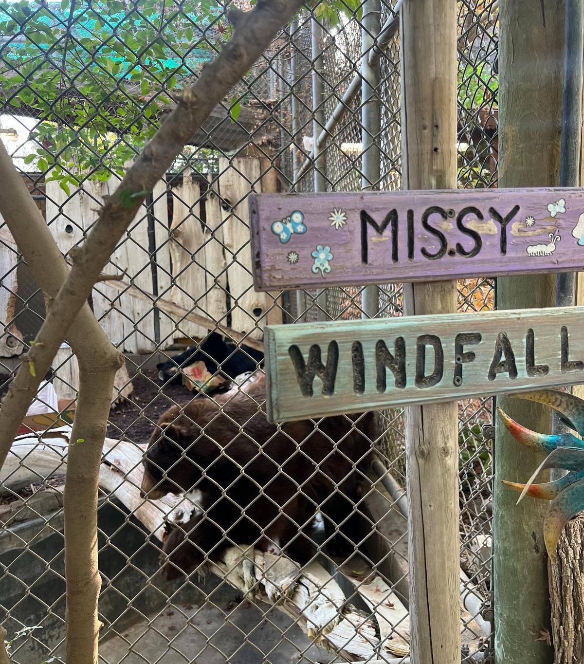 Missy (front), a brown bear, and Windfall (back), an American Black Bear were rescued separately from the wild after being imprinted by humans. The bear duo, aged 17 and 21 respectively, could soon frolic in a habitat that is four times the size of their current enclosure.
