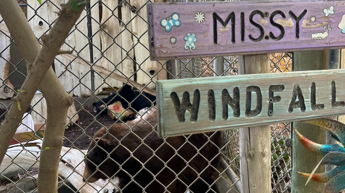 Merced news roundup: Costco move, zoo loss and council controversy. What to know