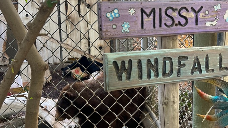 Merced news roundup: Costco move, zoo loss and council controversy. What to know