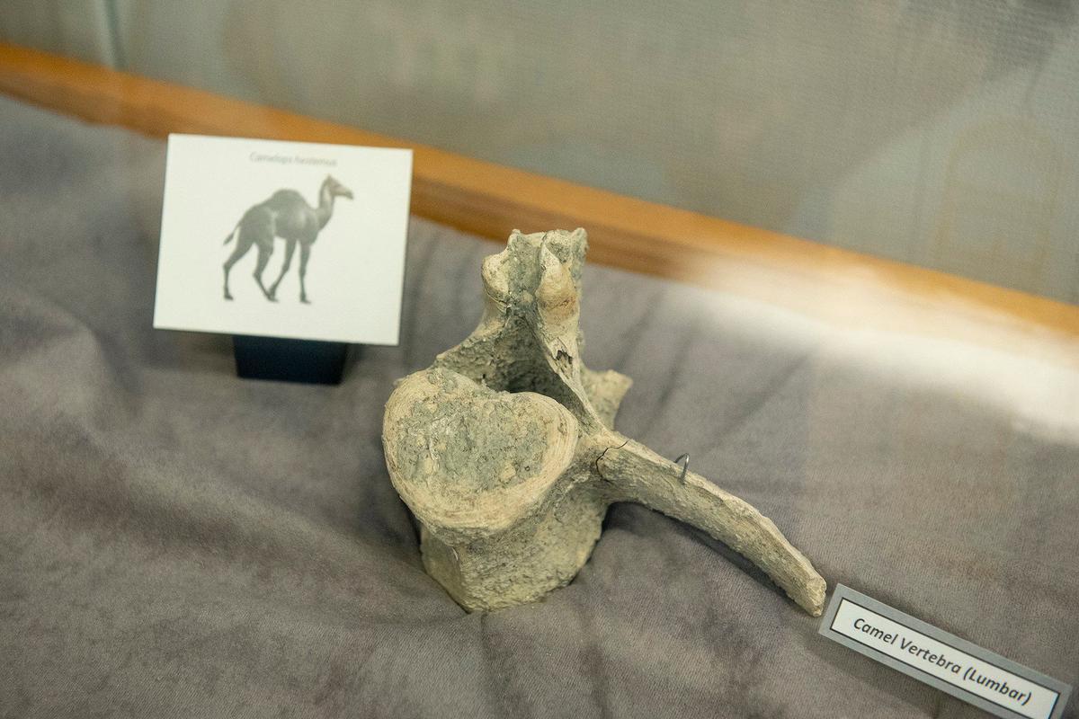 Fossils that were discovered during construction of the Plainsburg-Arboleda project along Highway 99 in Merced County, are on display at the Merced County Library in Merced Calif., on Wednesday, Sept. 11, 2024. According to Merced County Librarian Amy Taylor, the fossils are roughly 12,000 years old.