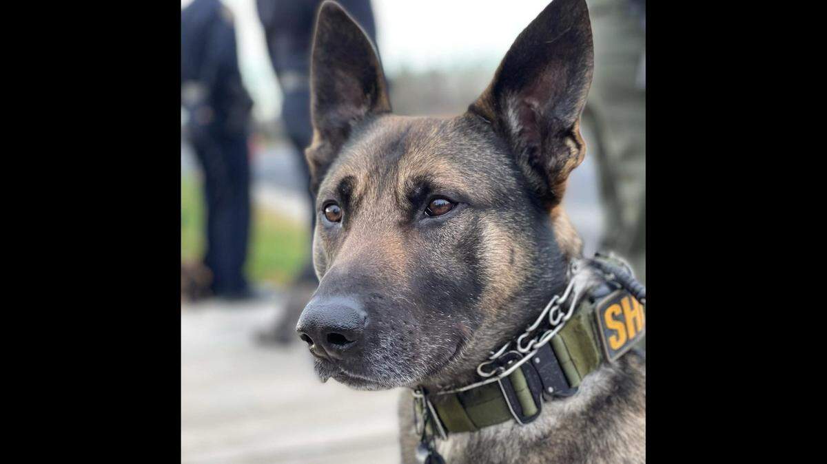 Merced County Sheriff’s Office K-9 Edo passed away Wednesday after a long illness, the department announced.