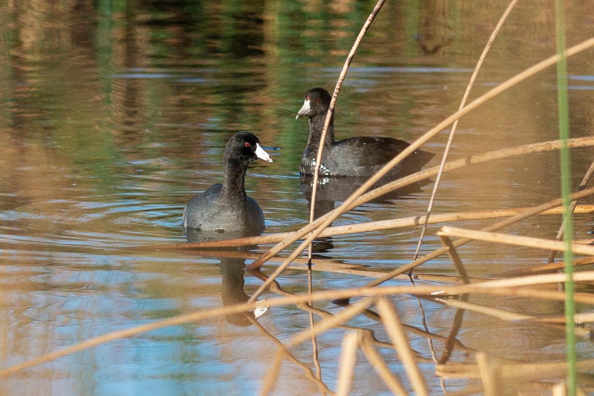 A pair of American coot paddle their way through the reeds at the San Luis National Wildlife Refuge in Los Banos, Calif., on Sunday, Oct. 20, 2024.