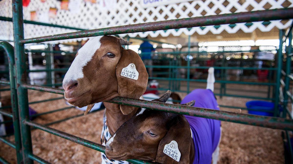 A couple of curious goats stick their heads between the bars of their pen at the Merced County Fairgrounds in Merced, Calif., on Wednesday, June 5, 2019.