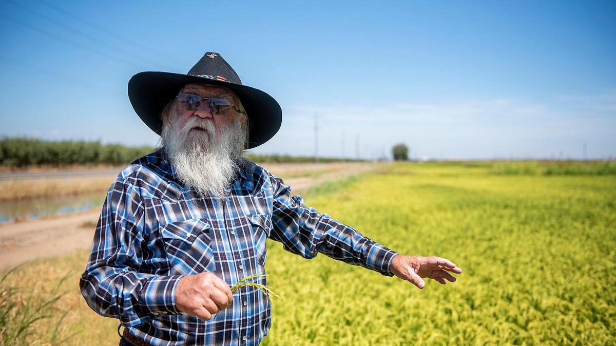 Frenchy Meissonnier, 72, talks about growing rice on his farm, Meissonnier Ranch, located along West Dickenson Ferry Road in Merced County, Calif., on Thursday, Aug. 11, 2022.