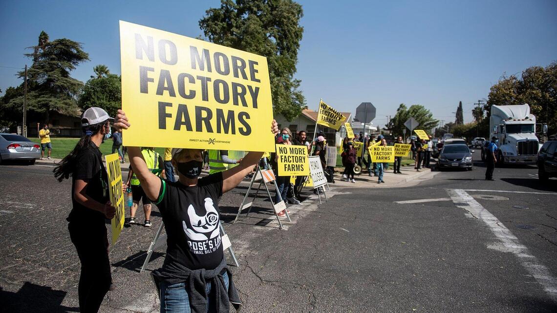 Video secreto muestra crueldad contra animales en la planta avícola Foster Farms en el Condado de Fresno