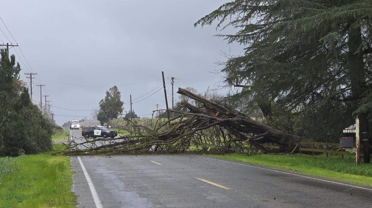 Wind knocked down a large tree at El Capitan Way and Pepper Street.