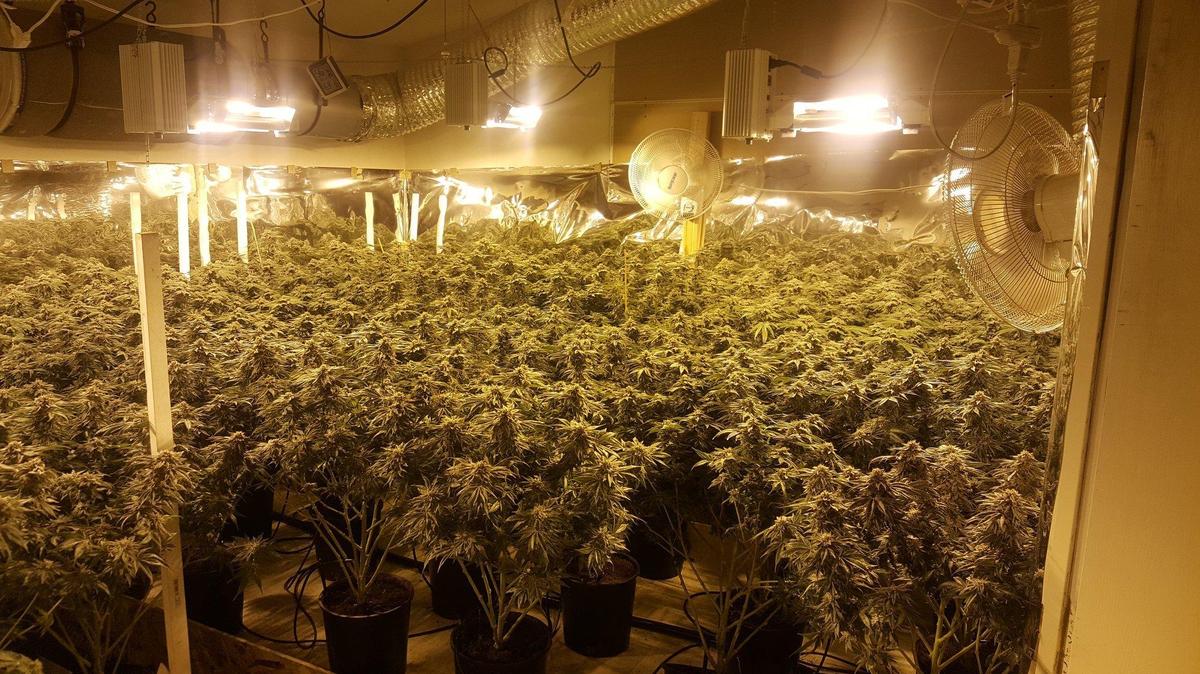 The Merced County Sheriff’s Office announced Wednesday, that it eradicated close to 3000 marijuana plants after serving five search warrants in the Delhi area of Merced County. Authorities said over 500 pounds of finished product and five firearms were also seized. Photo courtesy of the Merced County Sheriff’s Office.