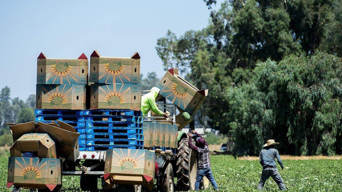 Watermelons are harvested from farmland near the intersections of Green Sands Avenue and Gurr Road in Atwater, Calif., on Thursday, Aug. 6, 2020. Labor experts said Merced County’s resilient agricultural industry helped buoy the local economy throughout summer and fall