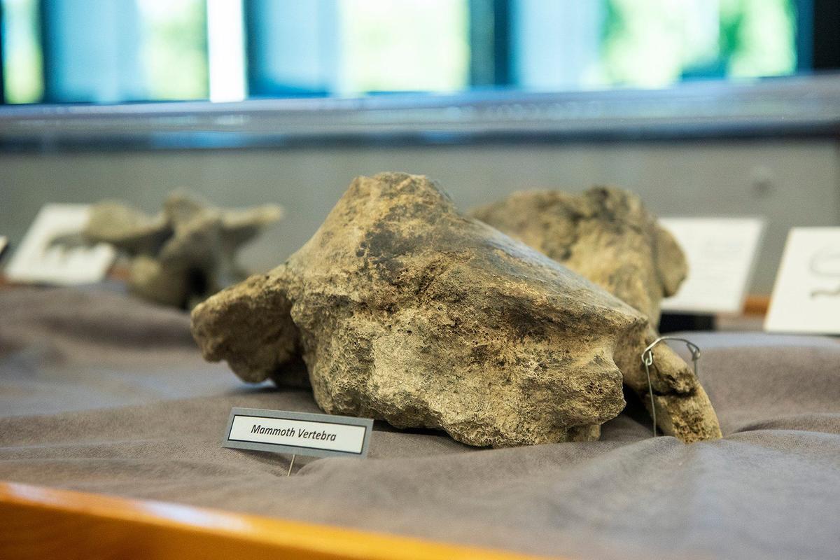 Fossils that were discovered during construction of the Plainsburg-Arboleda project along Highway 99 in Merced County, are on display at the Merced County Library in Merced Calif., on Wednesday, Sept. 11, 2024. According to Merced County Librarian Amy Taylor, the fossils are roughly 12,000 years old.