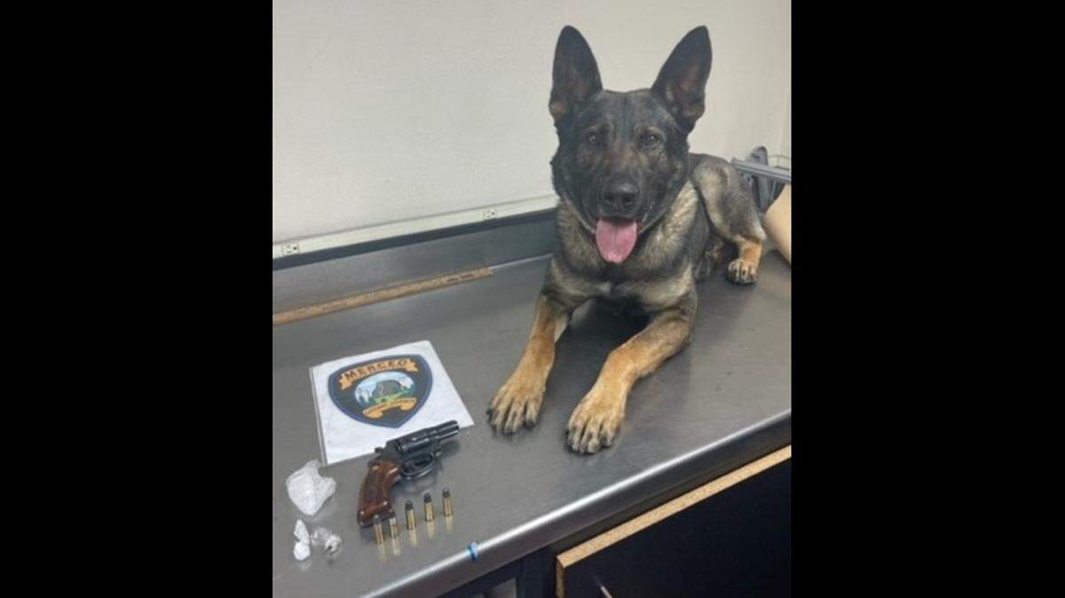 Merced police K-9 officer Stas is pictured with a handgun, ammunition and narcotics found in the possession of a 46-year old suspect on Friday, March 18, 2021.