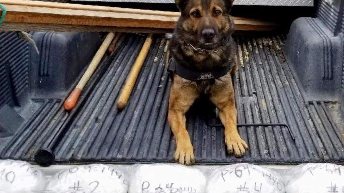 K-9 Beny with 30 pounds of methamphetamine he found on Wednesday, Nov. 21, 2018, according to the California Highway Patrol.