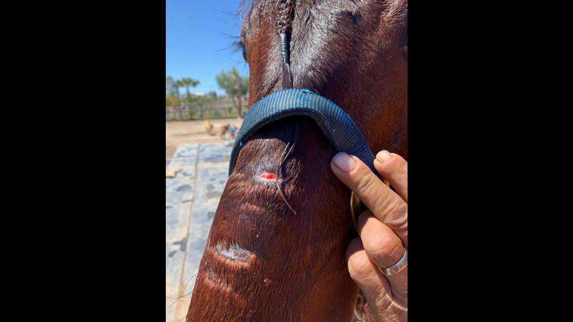 Chowchilla horse trainer accused of animal cruelty, Sheriff’s Office says