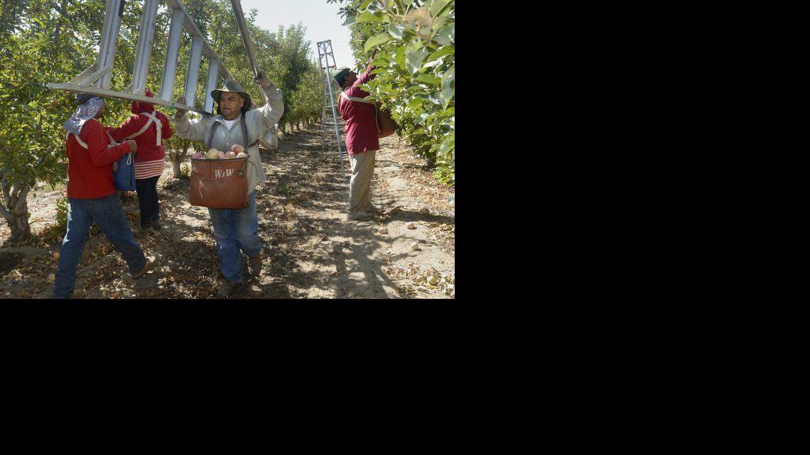 Almond boom has downside in fewer farm jobs, less crop diversity