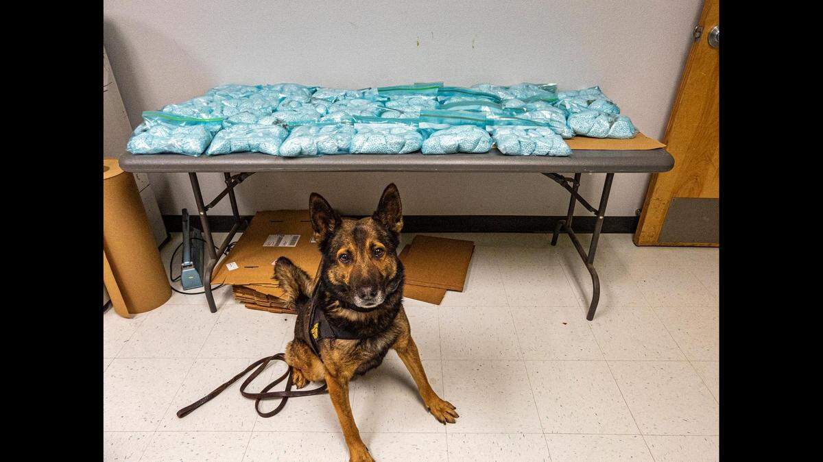 Calfironia Highway Patrol K9 officer “Beny” assisted in the arrest of two suspects and the seizure of $3 million in fentanyl pills on Jan. 14, 2022, in Fresno County.
