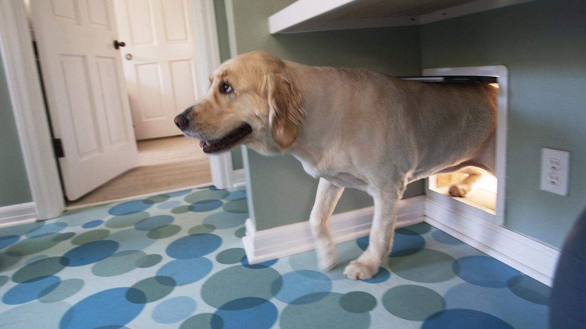 Old Trainer: Personality versus breed — what to look for when choosing your dog