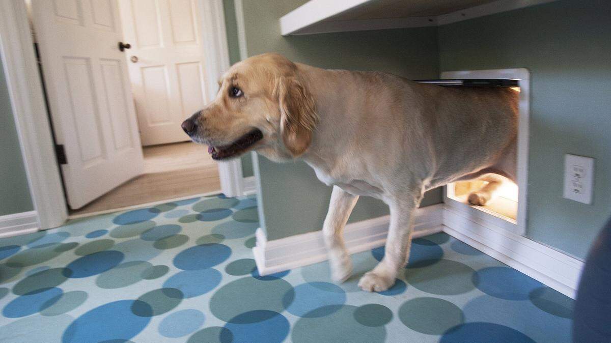 Gayle Plessner’s 2-year-old golden retriever, Lucy, sporting her summer cut, enters the dog room through the doggie door in Westlake Village, Calif. (Gina Ferazzi/Los Angeles Times/MCT)