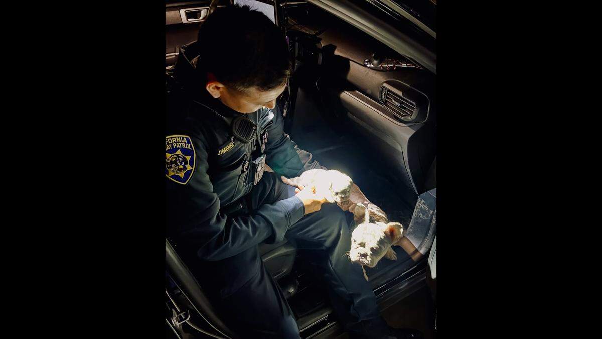 A dog survived being ejected from a vehicle during a rollover crash in Merced County on Thanksgiving, the California Highway Patrol said in a Facebook post.