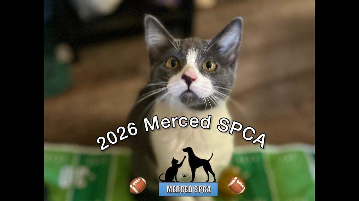 Watch the Merced SPCA’s 2026 Kitten Bowl during Super Bowl halftime on Feb. 8.