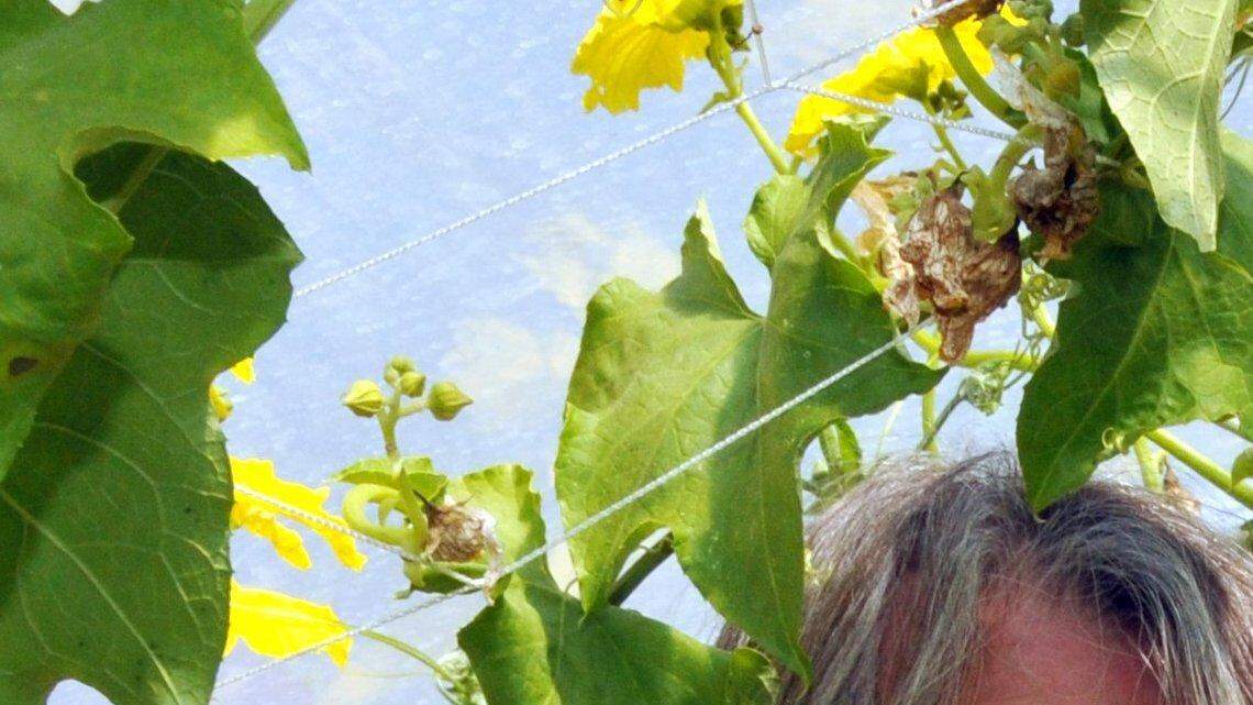 Debbie Croft: Growing uses for Mariposa loofas