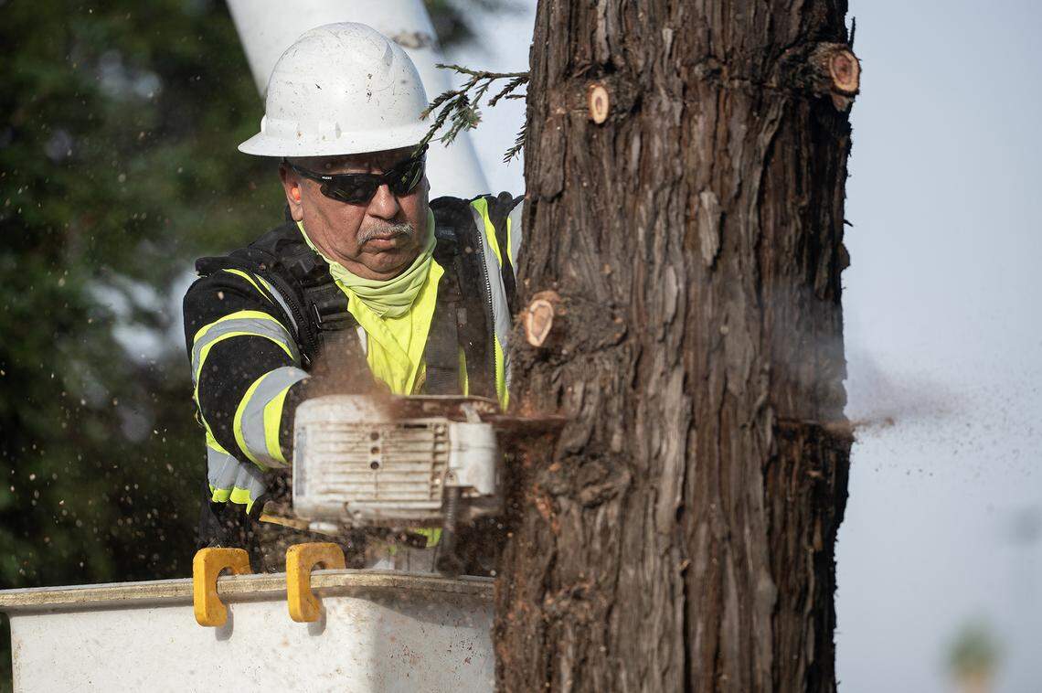 City of Merced Public Works employee Valente Torres cuts sections of a tree that was selected to be removed from the median along West Olive Avenue in Merced, Calif., on Thursday, Nov. 6, 2025.