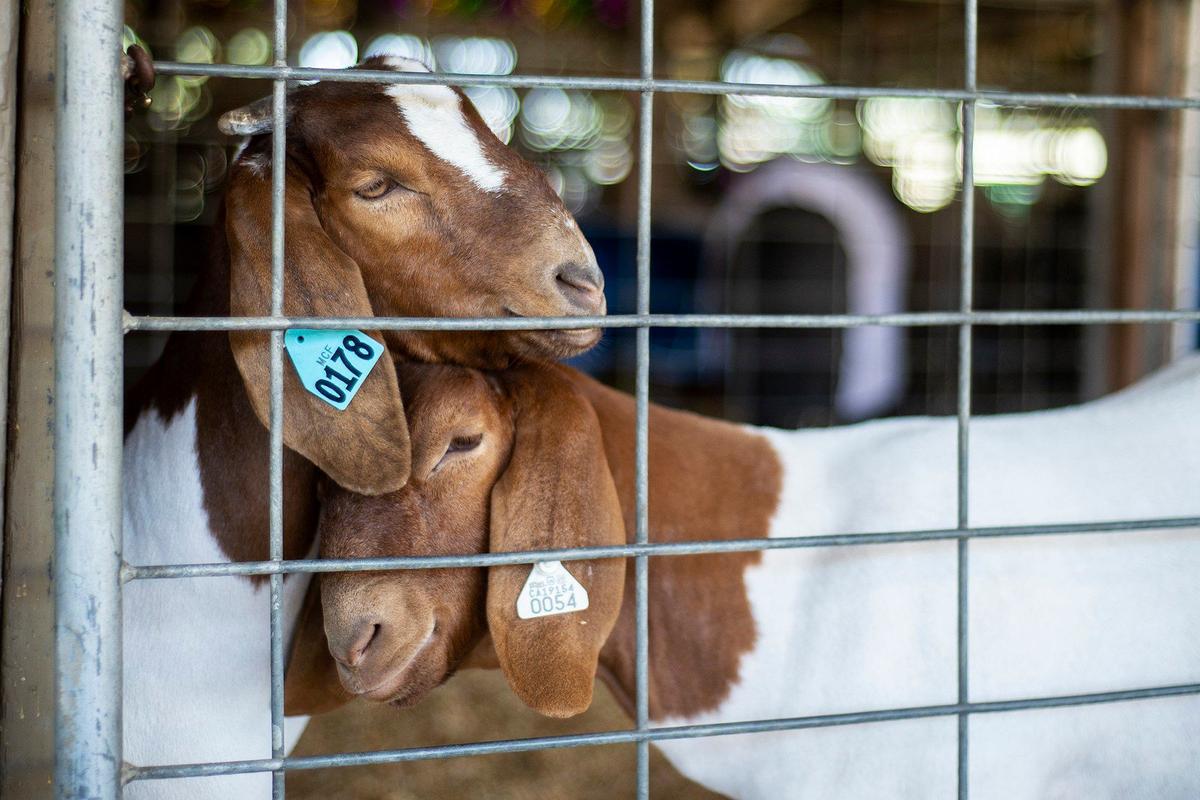 Goats hang out together in a pen at the Merced County Fair in Merced, Calif., on Thursday, June 6, 2024.
