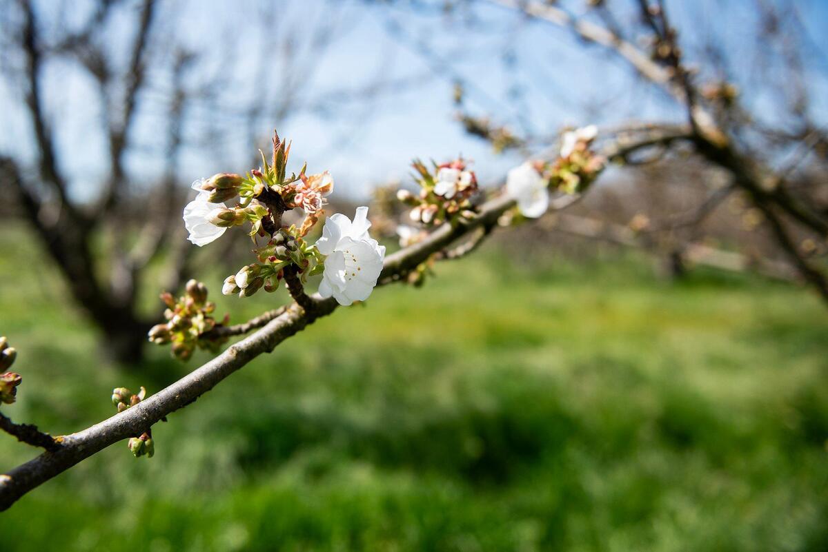 Cherrry blossoms begin to open at Riverdance Farms in Livingston, Calif., on Thursday, March 20, 2025. Beehives have been positioned near the trees as honey bees play a vital role in crop production for farmers in California’s Central Valley.