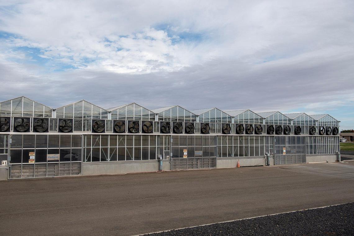 The active solar dryers used to dry sludge and biosolids at the Wastewater Treatment Plant in Merced, Calif., on Thursday, Nov. 21, 2024. Seven chambers measuring 252 feet long and 42 feet wide span about 1.7 acres of land at the plant.