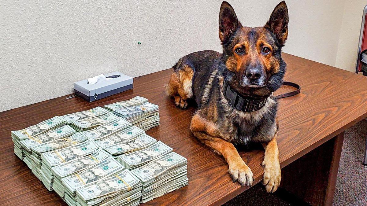 More than $150,000 in money related to narcotics sales was found in a vehicle during a traffic stop on Interstate 5 near West Nees Avenue in Fresno County on Monday, according to the California Highway Patrol. The CHP said the money was discovered after K-9 officer Beny alerted to the odor of narcotics. Image courtesy of California Highway Patrol.