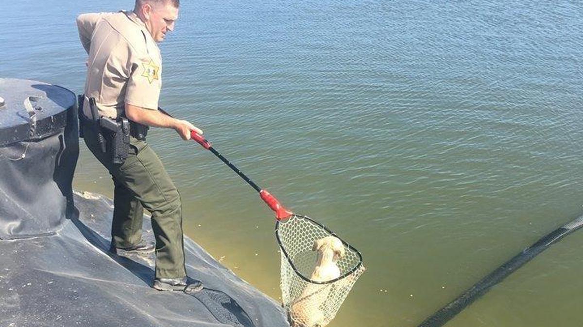 A Merced County Sheriff Deputy uses a fishing net to rescue a puppy that was unable to escape a water storage basin in the Los Banos area on Sunday. Photo courtesy of the Merced County Sheriff’s Office.
