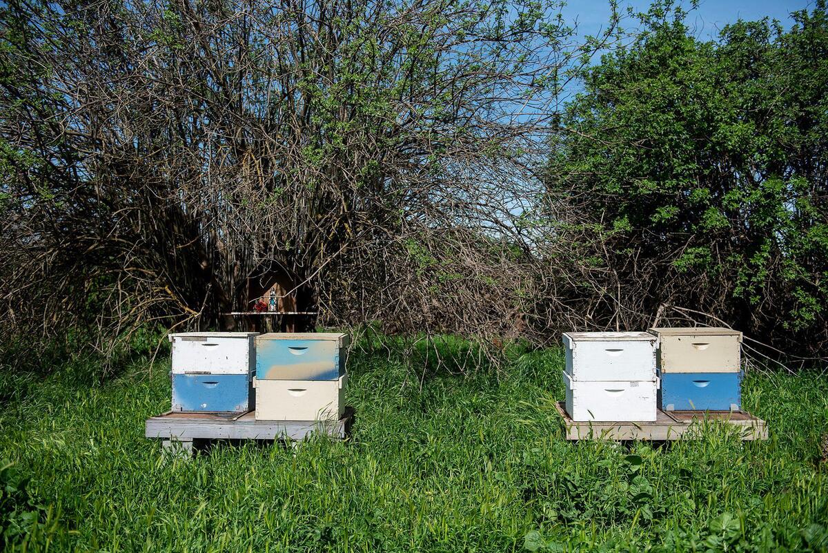 Beehives located near cherry trees at Riverdance Farms in Livingston, Calif., on Thursday, March 20, 2025. Honey bees play a vital role in crop production for farmers in California’s Central Valley.