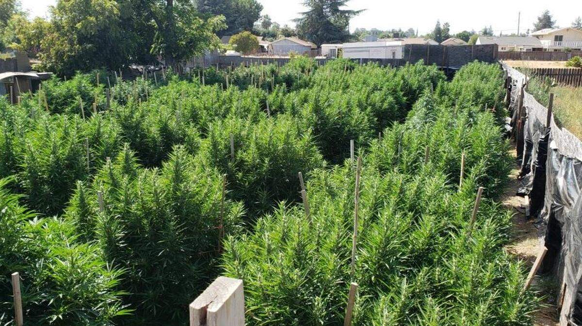 About 120 large and mature marijuana plants with an estimated street value of $360,000 were discovered in an Atwater home Friday, Aug. 31, 2018, in the 3400 block of Manchester Street, according to the Atwater Police Department.