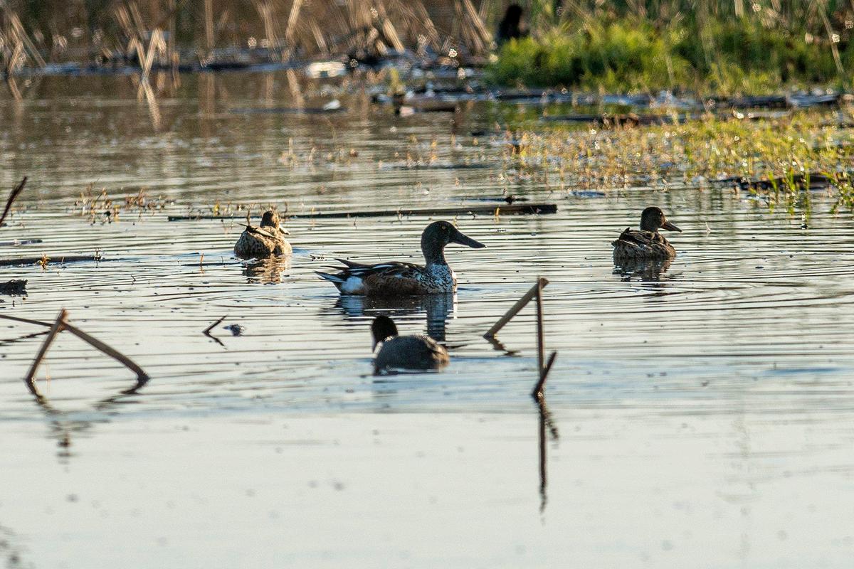 A Northern shoveler paddles around an area of wetland at the San Luis National Wildlife Refuge in Los Banos, Calif., on Sunday, Oct. 20, 2024.