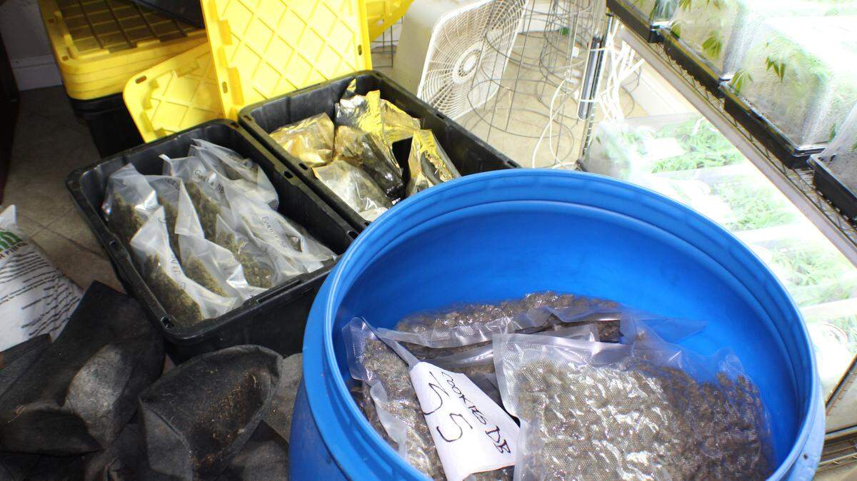 Marijuana plants wre processed and grown illegally in the 16000 block of Corner Street in Delhi on Wednesday, Jan. 3, 2018, according to the Merced County Sheriff's Office.