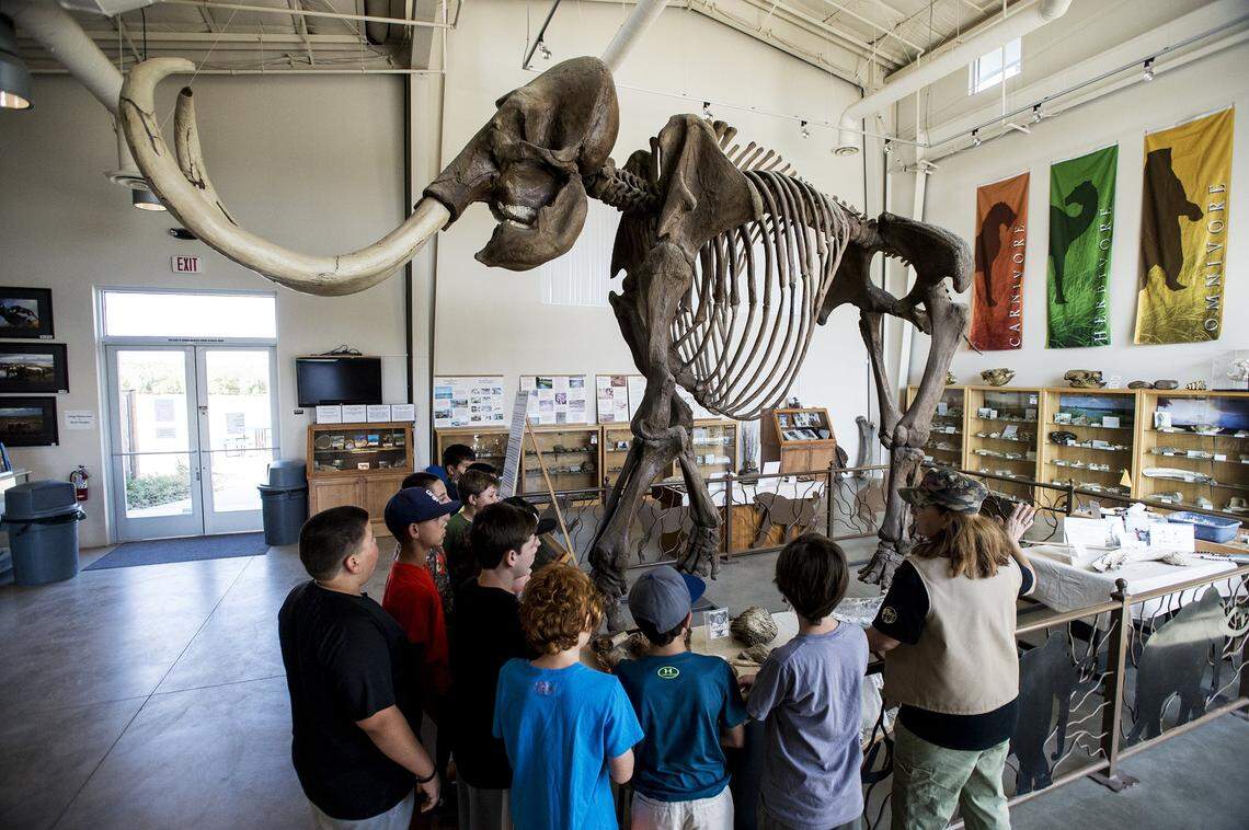 Dawn Guthrie of the Fossil Discovery Center of Madera County teaches Clay Elementary School students about a Columbian Mammoth at the Fossil Discovery Center of Madera County in Chowchilla, Calif., Wednesday, May 26, 2016. The Fossil Discovery Center offers free admission to fathers on Father’s Day June 18, and will host a Family Picnic Day with a free hot dog, chips and a drink with paid admission on July 16.