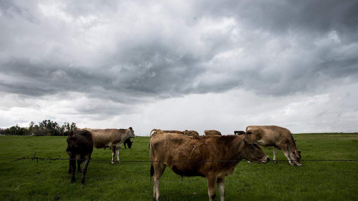 Cows graze in a field off of Lake Road in Merced, Calif., on Tuesday, March 21, 2017.
